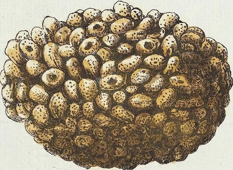 An illustration from (Band 3): Der Pflanzenthiere Dreyzehende [Vierzehende, Funfzehende, Sechzehende] Lieferung oder des dritten Theils, erste [zweyte, dritte, vierte] Lieferung, 1829, leaf 383