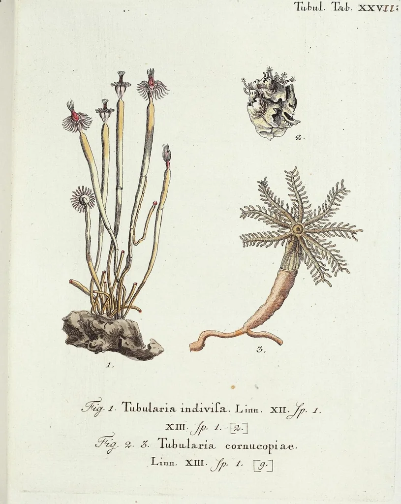 An illustration from (Band 3): Der Pflanzenthiere Dreyzehende [Vierzehende, Funfzehende, Sechzehende] Lieferung oder des dritten Theils, erste [zweyte, dritte, vierte] Lieferung, 1829, leaf 384