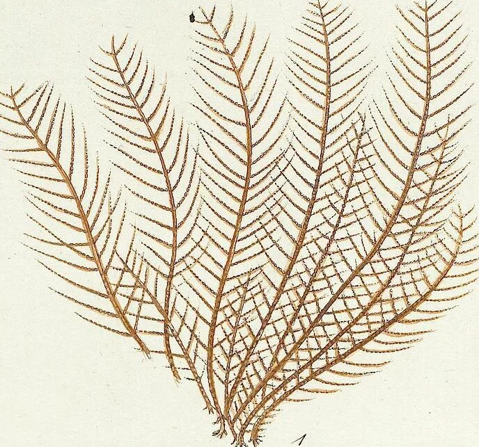 An illustration from (Band 3): Der Pflanzenthiere Dreyzehende [Vierzehende, Funfzehende, Sechzehende] Lieferung oder des dritten Theils, erste [zweyte, dritte, vierte] Lieferung, 1829, leaf 392