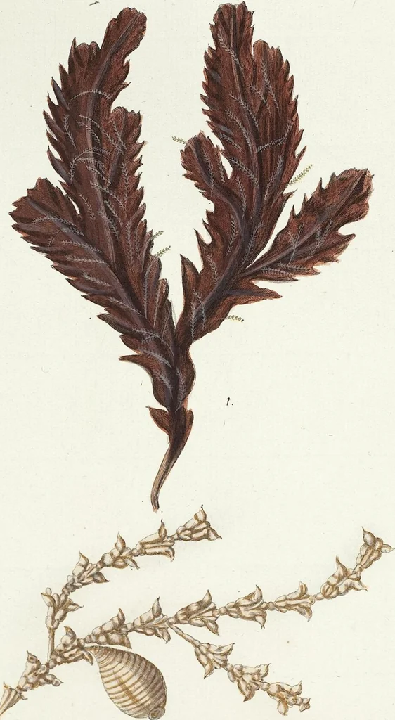 An illustration from (Band 3): Der Pflanzenthiere Dreyzehende [Vierzehende, Funfzehende, Sechzehende] Lieferung oder des dritten Theils, erste [zweyte, dritte, vierte] Lieferung, 1829, leaf 394