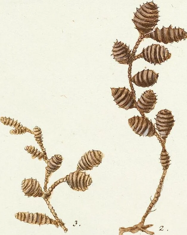 An illustration from (Band 3): Der Pflanzenthiere Dreyzehende [Vierzehende, Funfzehende, Sechzehende] Lieferung oder des dritten Theils, erste [zweyte, dritte, vierte] Lieferung, 1829, leaf 395