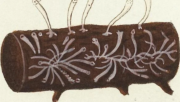 An illustration from (Band 3): Der Pflanzenthiere Dreyzehende [Vierzehende, Funfzehende, Sechzehende] Lieferung oder des dritten Theils, erste [zweyte, dritte, vierte] Lieferung, 1829, leaf 400