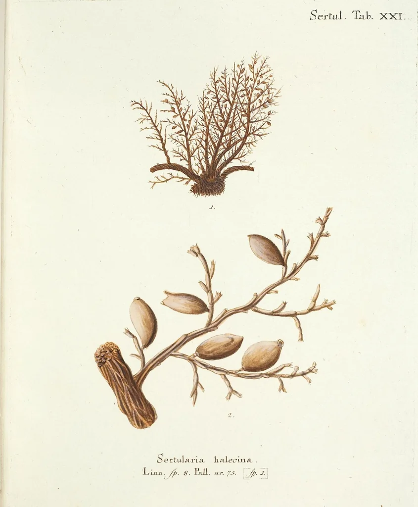 An illustration from (Band 3): Der Pflanzenthiere Dreyzehende [Vierzehende, Funfzehende, Sechzehende] Lieferung oder des dritten Theils, erste [zweyte, dritte, vierte] Lieferung, 1829, leaf 405