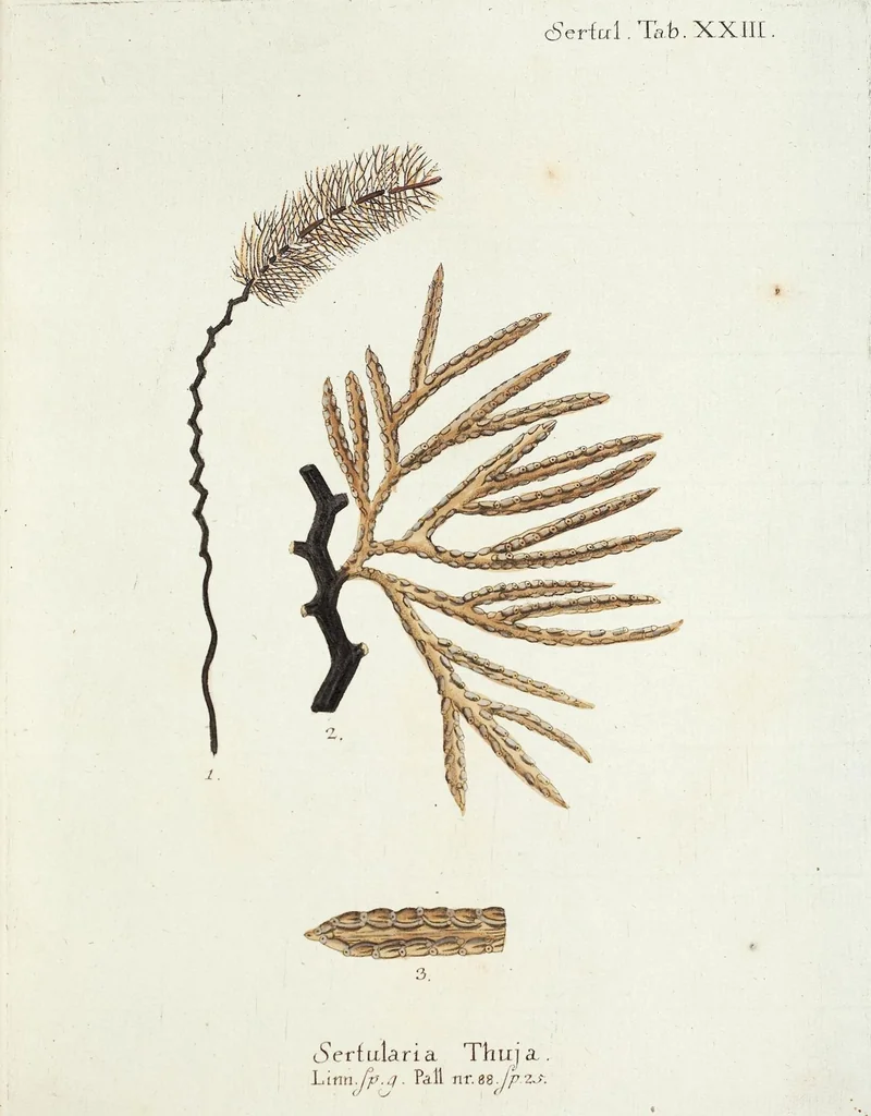 An illustration from (Band 3): Der Pflanzenthiere Dreyzehende [Vierzehende, Funfzehende, Sechzehende] Lieferung oder des dritten Theils, erste [zweyte, dritte, vierte] Lieferung, 1829, leaf 406