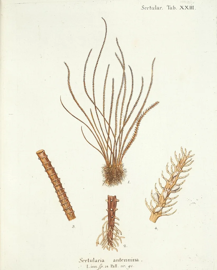 An illustration from (Band 3): Der Pflanzenthiere Dreyzehende [Vierzehende, Funfzehende, Sechzehende] Lieferung oder des dritten Theils, erste [zweyte, dritte, vierte] Lieferung, 1829, leaf 407