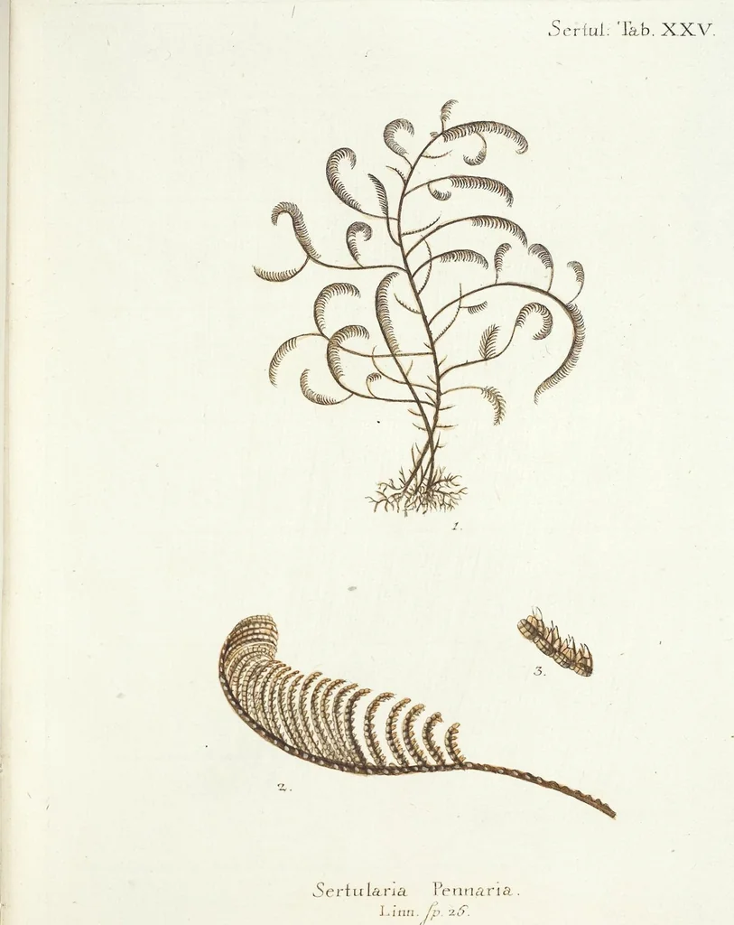 An illustration from (Band 3): Der Pflanzenthiere Dreyzehende [Vierzehende, Funfzehende, Sechzehende] Lieferung oder des dritten Theils, erste [zweyte, dritte, vierte] Lieferung, 1829, leaf 409