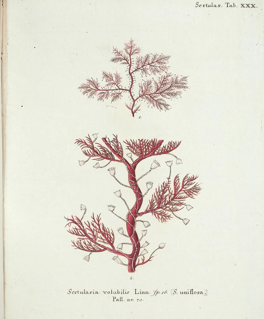 An illustration from (Band 3): Der Pflanzenthiere Dreyzehende [Vierzehende, Funfzehende, Sechzehende] Lieferung oder des dritten Theils, erste [zweyte, dritte, vierte] Lieferung, 1829, leaf 414
