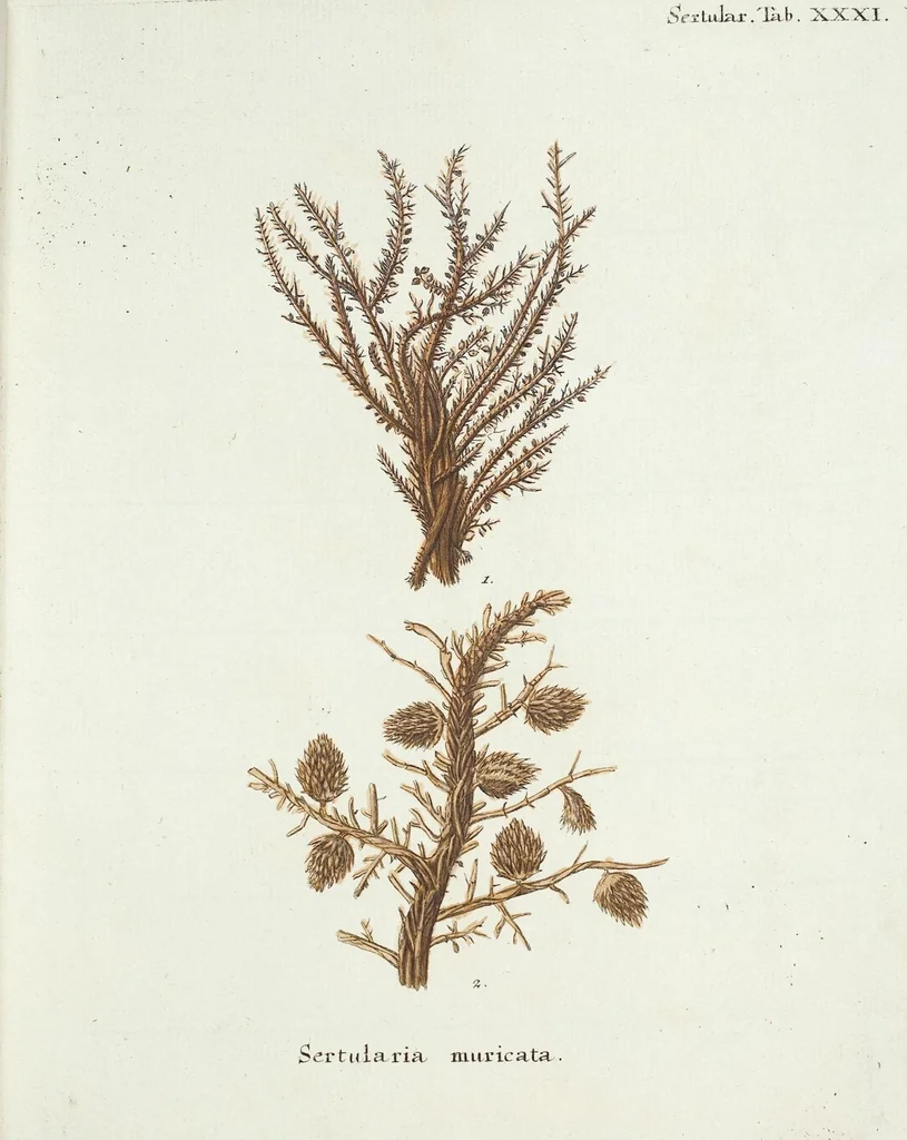 An illustration from (Band 3): Der Pflanzenthiere Dreyzehende [Vierzehende, Funfzehende, Sechzehende] Lieferung oder des dritten Theils, erste [zweyte, dritte, vierte] Lieferung, 1829, leaf 415