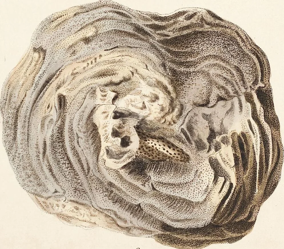 An illustration from (Band 3): Der Pflanzenthiere Dreyzehende [Vierzehende, Funfzehende, Sechzehende] Lieferung oder des dritten Theils, erste [zweyte, dritte, vierte] Lieferung, 1829, leaf 420