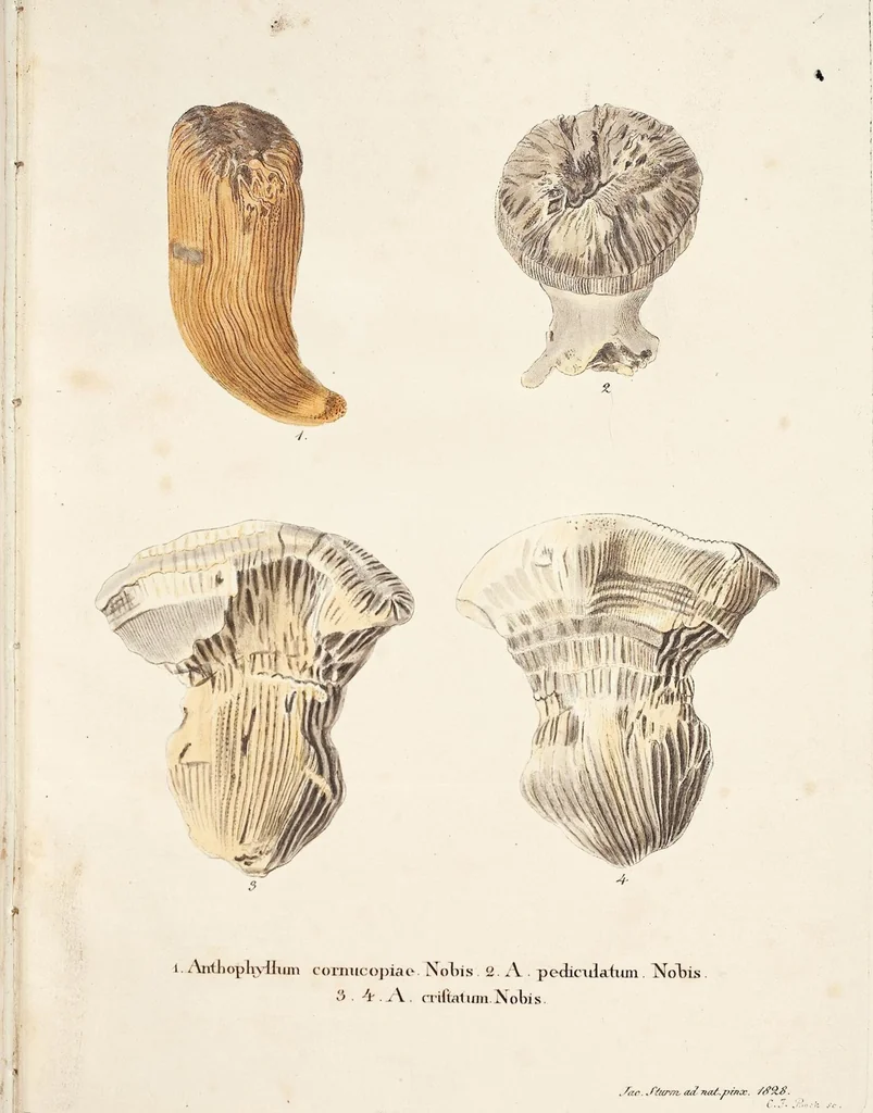 An illustration from (Band 3): Der Pflanzenthiere Dreyzehende [Vierzehende, Funfzehende, Sechzehende] Lieferung oder des dritten Theils, erste [zweyte, dritte, vierte] Lieferung, 1829, leaf 421