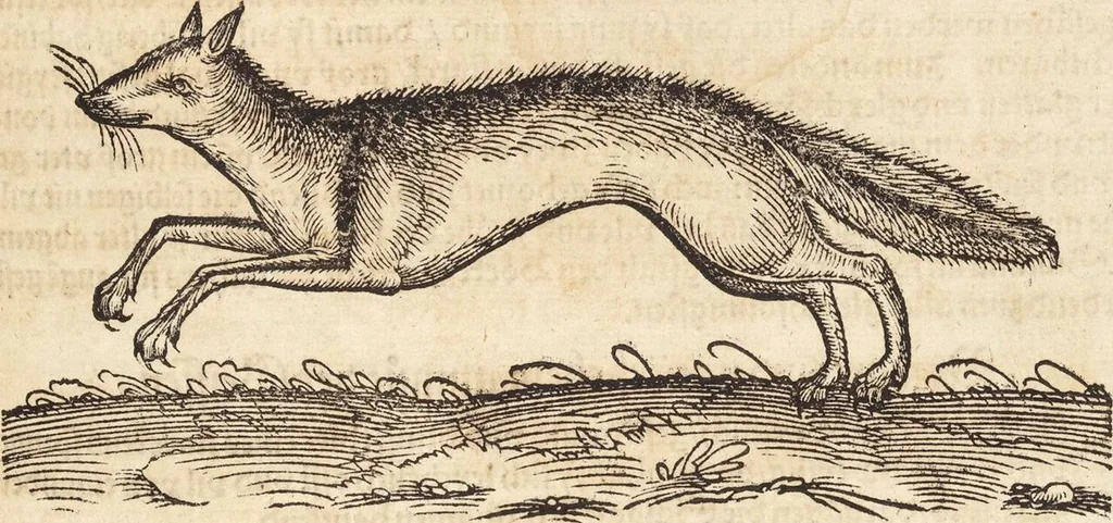 An illustration from Thierbuch Das ist ein kurtze beschreybung aller vierfüssigen Thieren/ so auff der erden vn[d] in wassern wonend/ sampt jrer waren conterfactur: alles zů nutz vn[d] gůtem allen liebhabern der künsten/ Artzeten/ Maleren/ Bildschnitzern/ Weydleüten vnd Köchen/ gestelt, 1583, leaf 129