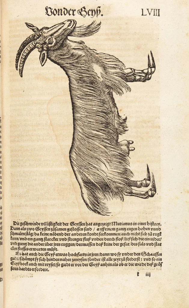 An illustration from Thierbuch Das ist ein kurtze beschreybung aller vierfüssigen Thieren/ so auff der erden vn[d] in wassern wonend/ sampt jrer waren conterfactur: alles zů nutz vn[d] gůtem allen liebhabern der künsten/ Artzeten/ Maleren/ Bildschnitzern/ Weydleüten vnd Köchen/ gestelt, 1583, leaf 131