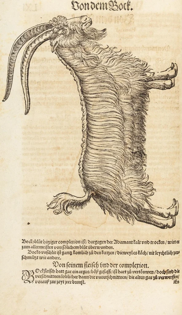 An illustration from Thierbuch Das ist ein kurtze beschreybung aller vierfüssigen Thieren/ so auff der erden vn[d] in wassern wonend/ sampt jrer waren conterfactur: alles zů nutz vn[d] gůtem allen liebhabern der künsten/ Artzeten/ Maleren/ Bildschnitzern/ Weydleüten vnd Köchen/ gestelt, 1583, leaf 138