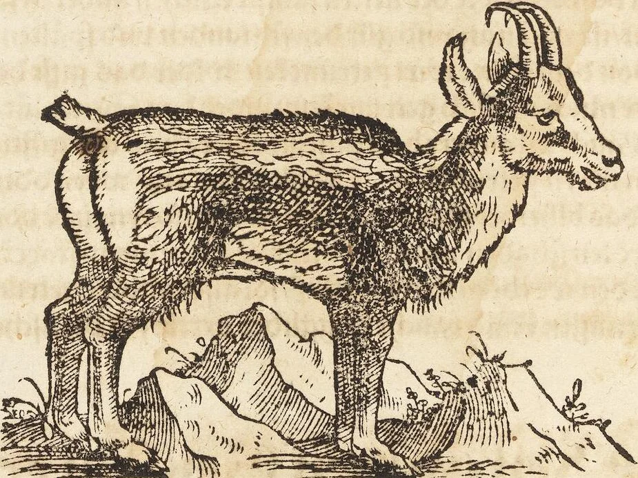 An illustration from Thierbuch Das ist ein kurtze beschreybung aller vierfüssigen Thieren/ so auff der erden vn[d] in wassern wonend/ sampt jrer waren conterfactur: alles zů nutz vn[d] gůtem allen liebhabern der künsten/ Artzeten/ Maleren/ Bildschnitzern/ Weydleüten vnd Köchen/ gestelt, 1583, leaf 142