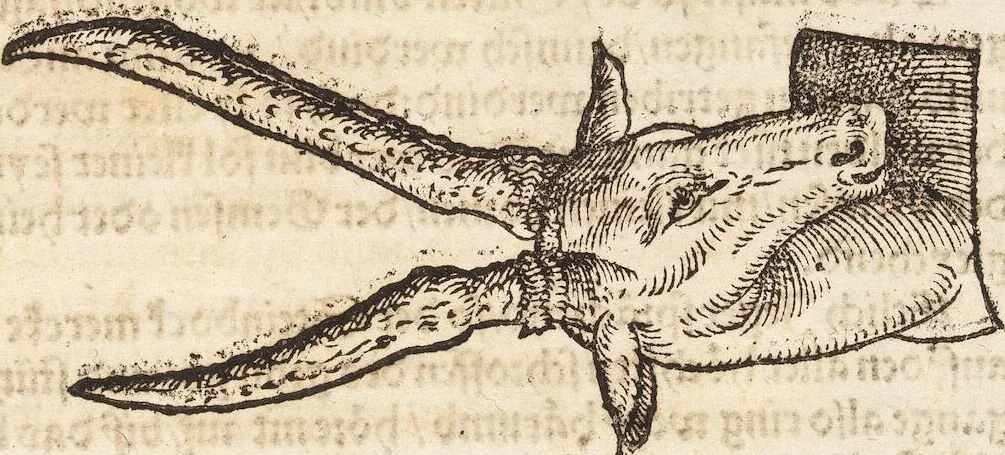 An illustration from Thierbuch Das ist ein kurtze beschreybung aller vierfüssigen Thieren/ so auff der erden vn[d] in wassern wonend/ sampt jrer waren conterfactur: alles zů nutz vn[d] gůtem allen liebhabern der künsten/ Artzeten/ Maleren/ Bildschnitzern/ Weydleüten vnd Köchen/ gestelt, 1583, leaf 145