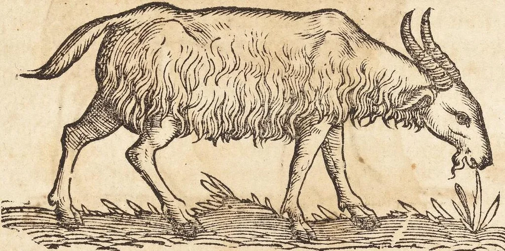 An illustration from Thierbuch Das ist ein kurtze beschreybung aller vierfüssigen Thieren/ so auff der erden vn[d] in wassern wonend/ sampt jrer waren conterfactur: alles zů nutz vn[d] gůtem allen liebhabern der künsten/ Artzeten/ Maleren/ Bildschnitzern/ Weydleüten vnd Köchen/ gestelt, 1583, leaf 147