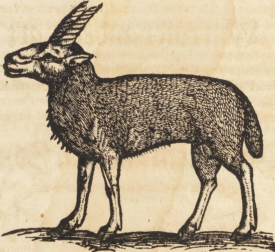 An illustration from Thierbuch Das ist ein kurtze beschreybung aller vierfüssigen Thieren/ so auff der erden vn[d] in wassern wonend/ sampt jrer waren conterfactur: alles zů nutz vn[d] gůtem allen liebhabern der künsten/ Artzeten/ Maleren/ Bildschnitzern/ Weydleüten vnd Köchen/ gestelt, 1583, leaf 148