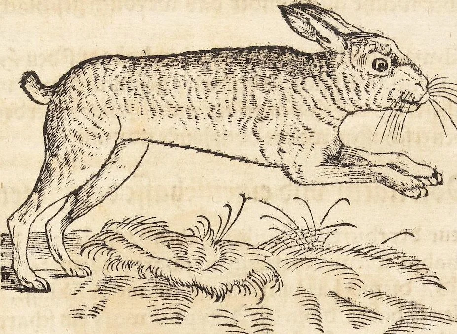 An illustration from Thierbuch Das ist ein kurtze beschreybung aller vierfüssigen Thieren/ so auff der erden vn[d] in wassern wonend/ sampt jrer waren conterfactur: alles zů nutz vn[d] gůtem allen liebhabern der künsten/ Artzeten/ Maleren/ Bildschnitzern/ Weydleüten vnd Köchen/ gestelt, 1583, leaf 153