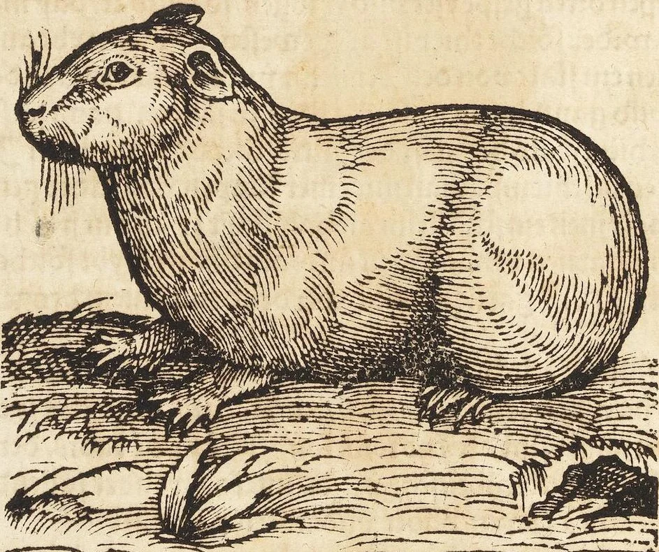 An illustration from Thierbuch Das ist ein kurtze beschreybung aller vierfüssigen Thieren/ so auff der erden vn[d] in wassern wonend/ sampt jrer waren conterfactur: alles zů nutz vn[d] gůtem allen liebhabern der künsten/ Artzeten/ Maleren/ Bildschnitzern/ Weydleüten vnd Köchen/ gestelt, 1583, leaf 162