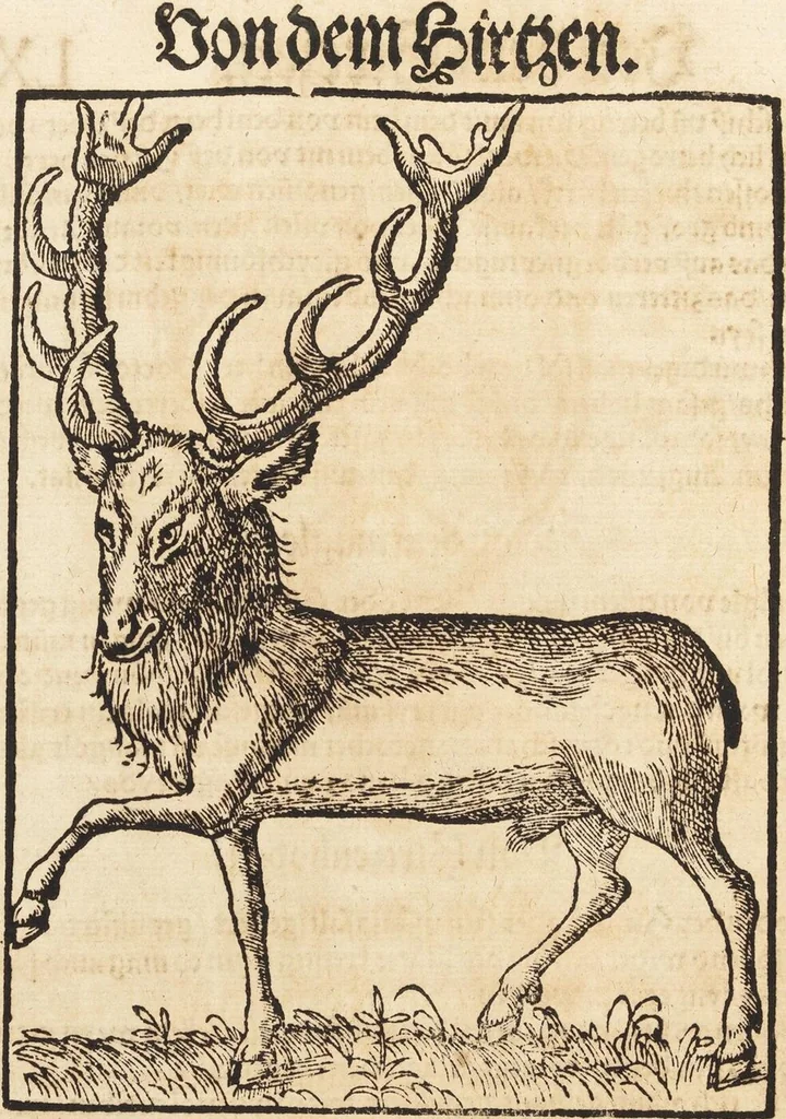 An illustration from Thierbuch Das ist ein kurtze beschreybung aller vierfüssigen Thieren/ so auff der erden vn[d] in wassern wonend/ sampt jrer waren conterfactur: alles zů nutz vn[d] gůtem allen liebhabern der künsten/ Artzeten/ Maleren/ Bildschnitzern/ Weydleüten vnd Köchen/ gestelt, 1583, leaf 182