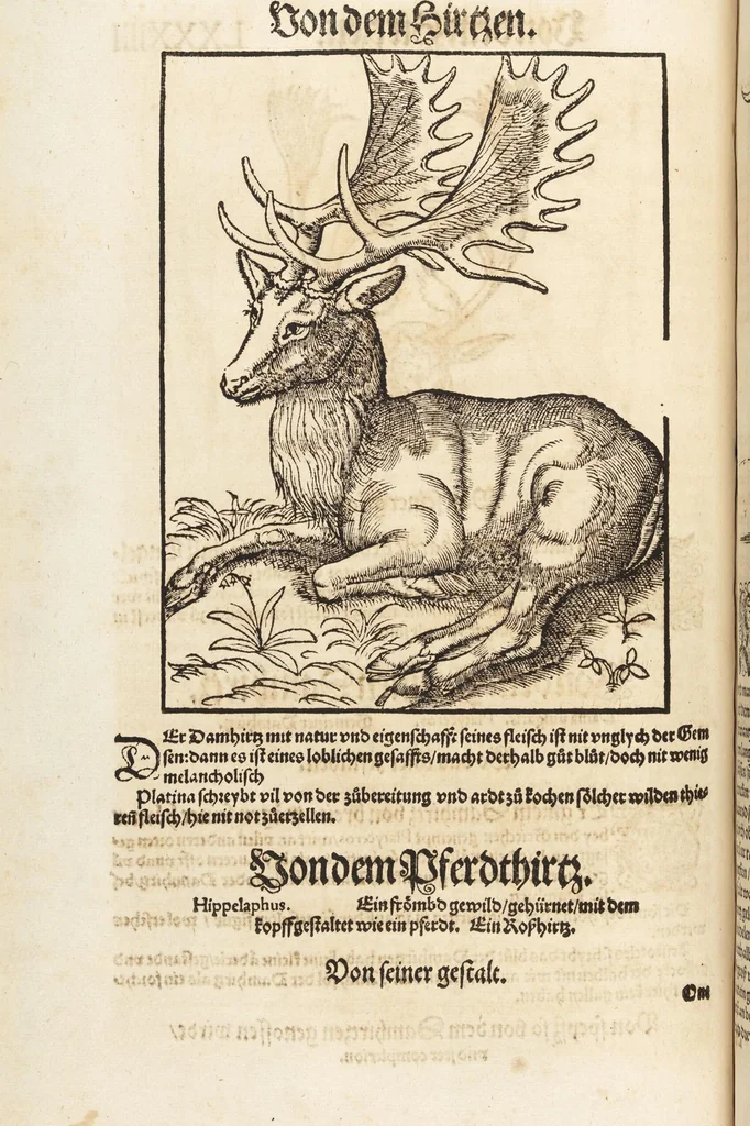 An illustration from Thierbuch Das ist ein kurtze beschreybung aller vierfüssigen Thieren/ so auff der erden vn[d] in wassern wonend/ sampt jrer waren conterfactur: alles zů nutz vn[d] gůtem allen liebhabern der künsten/ Artzeten/ Maleren/ Bildschnitzern/ Weydleüten vnd Köchen/ gestelt, 1583, leaf 184
