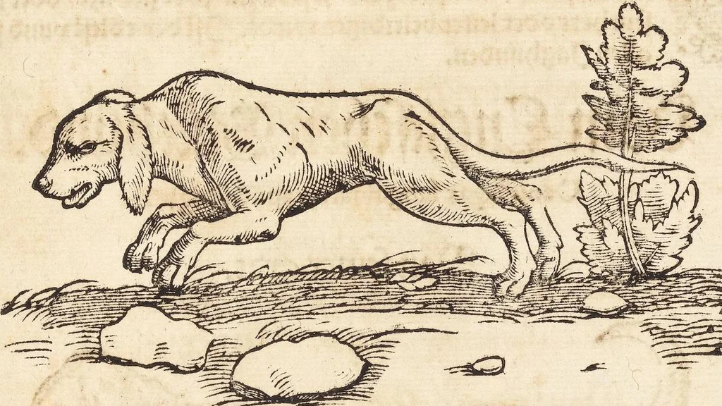 An illustration from Thierbuch Das ist ein kurtze beschreybung aller vierfüssigen Thieren/ so auff der erden vn[d] in wassern wonend/ sampt jrer waren conterfactur: alles zů nutz vn[d] gůtem allen liebhabern der künsten/ Artzeten/ Maleren/ Bildschnitzern/ Weydleüten vnd Köchen/ gestelt, 1583, leaf 199