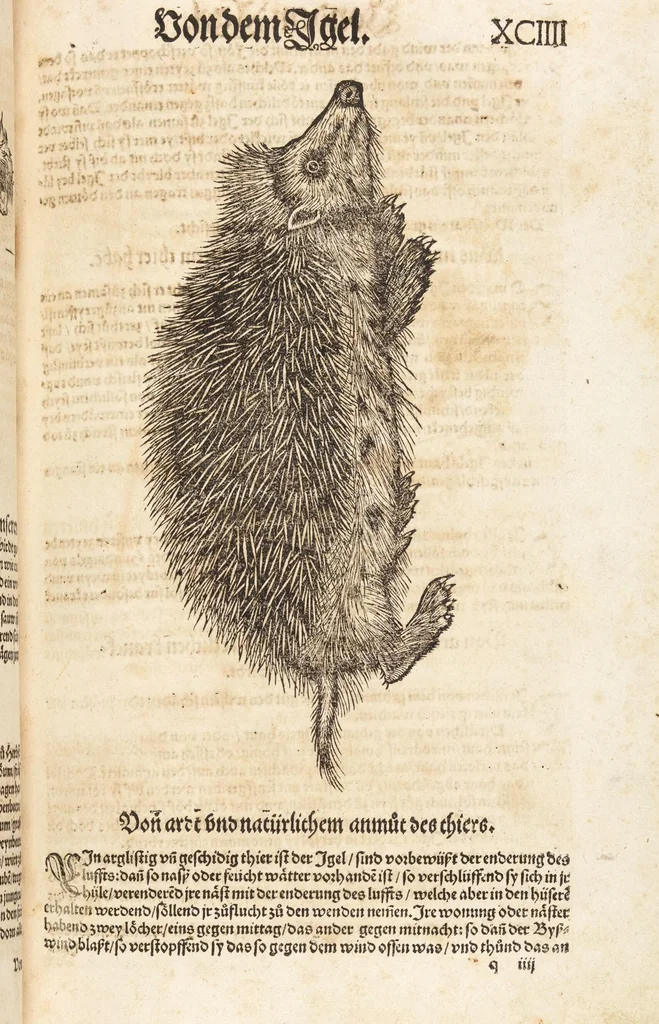 An illustration from Thierbuch Das ist ein kurtze beschreybung aller vierfüssigen Thieren/ so auff der erden vn[d] in wassern wonend/ sampt jrer waren conterfactur: alles zů nutz vn[d] gůtem allen liebhabern der künsten/ Artzeten/ Maleren/ Bildschnitzern/ Weydleüten vnd Köchen/ gestelt, 1583, leaf 203
