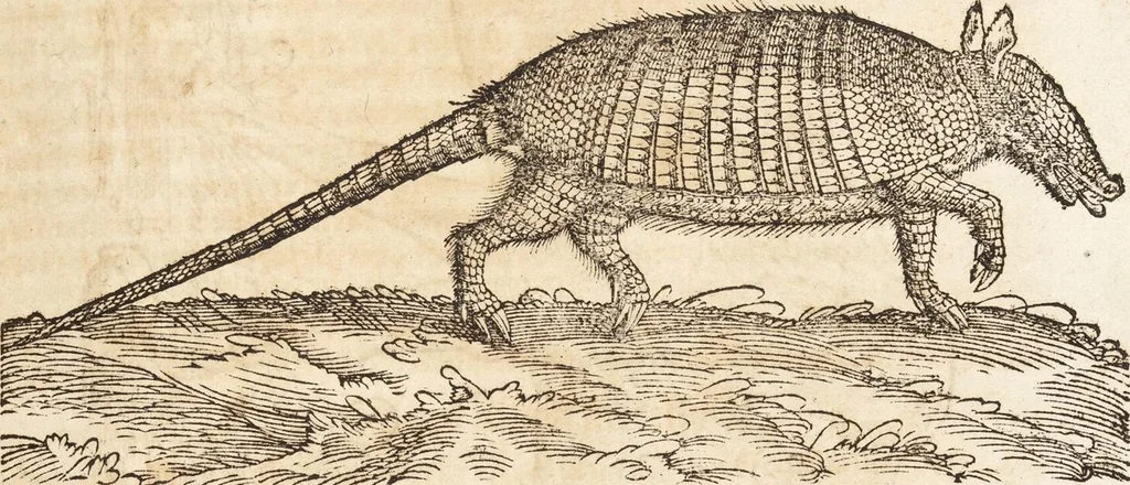 An illustration from Thierbuch Das ist ein kurtze beschreybung aller vierfüssigen Thieren/ so auff der erden vn[d] in wassern wonend/ sampt jrer waren conterfactur: alles zů nutz vn[d] gůtem allen liebhabern der künsten/ Artzeten/ Maleren/ Bildschnitzern/ Weydleüten vnd Köchen/ gestelt, 1583, leaf 205