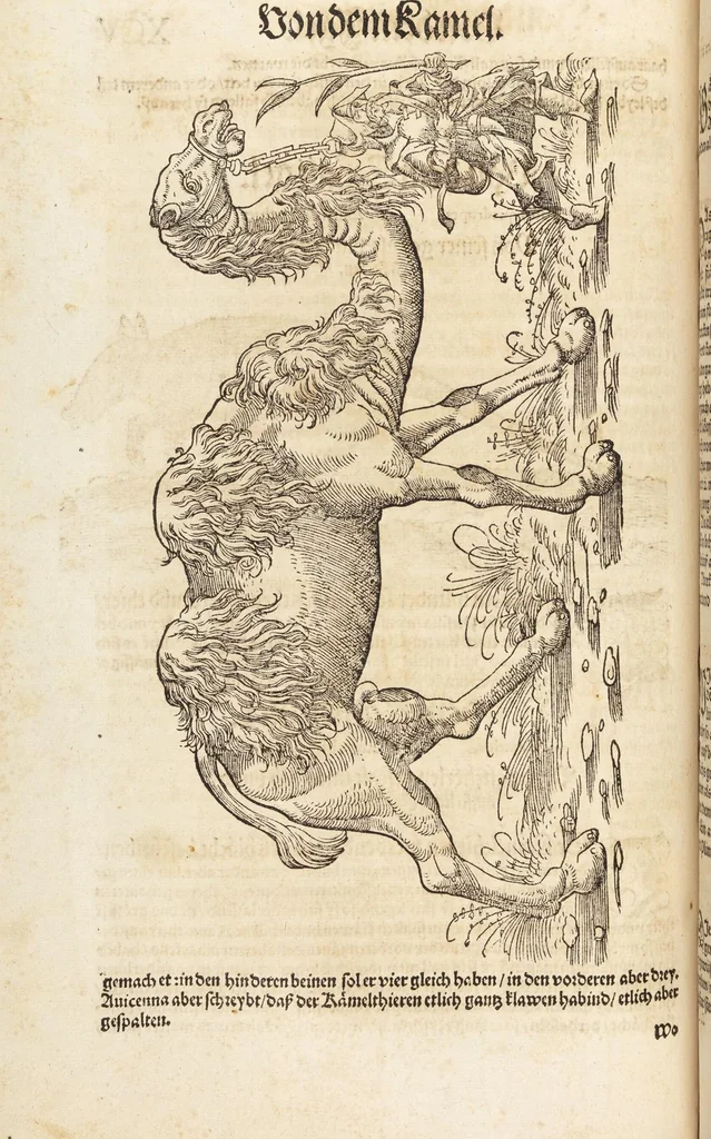 An illustration from Thierbuch Das ist ein kurtze beschreybung aller vierfüssigen Thieren/ so auff der erden vn[d] in wassern wonend/ sampt jrer waren conterfactur: alles zů nutz vn[d] gůtem allen liebhabern der künsten/ Artzeten/ Maleren/ Bildschnitzern/ Weydleüten vnd Köchen/ gestelt, 1583, leaf 206