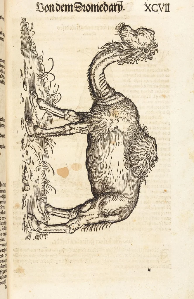 An illustration from Thierbuch Das ist ein kurtze beschreybung aller vierfüssigen Thieren/ so auff der erden vn[d] in wassern wonend/ sampt jrer waren conterfactur: alles zů nutz vn[d] gůtem allen liebhabern der künsten/ Artzeten/ Maleren/ Bildschnitzern/ Weydleüten vnd Köchen/ gestelt, 1583, leaf 209