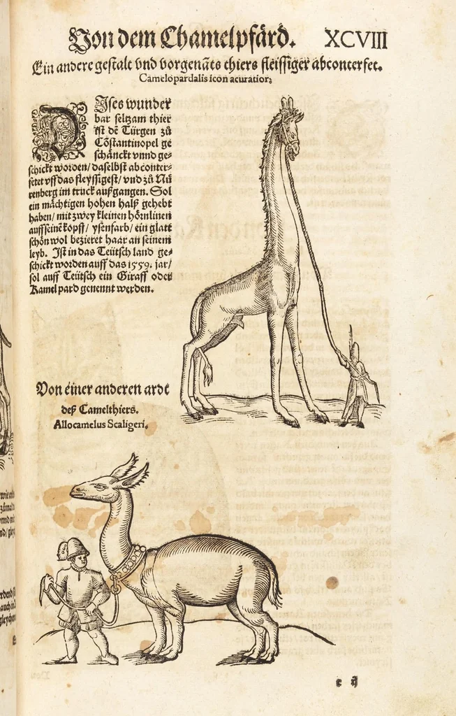 An illustration from Thierbuch Das ist ein kurtze beschreybung aller vierfüssigen Thieren/ so auff der erden vn[d] in wassern wonend/ sampt jrer waren conterfactur: alles zů nutz vn[d] gůtem allen liebhabern der künsten/ Artzeten/ Maleren/ Bildschnitzern/ Weydleüten vnd Köchen/ gestelt, 1583, leaf 211