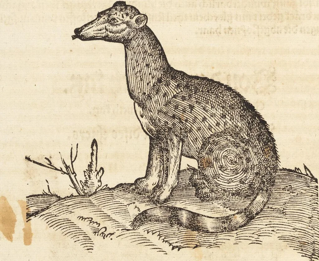 An illustration from Thierbuch Das ist ein kurtze beschreybung aller vierfüssigen Thieren/ so auff der erden vn[d] in wassern wonend/ sampt jrer waren conterfactur: alles zů nutz vn[d] gůtem allen liebhabern der künsten/ Artzeten/ Maleren/ Bildschnitzern/ Weydleüten vnd Köchen/ gestelt, 1583, leaf 216