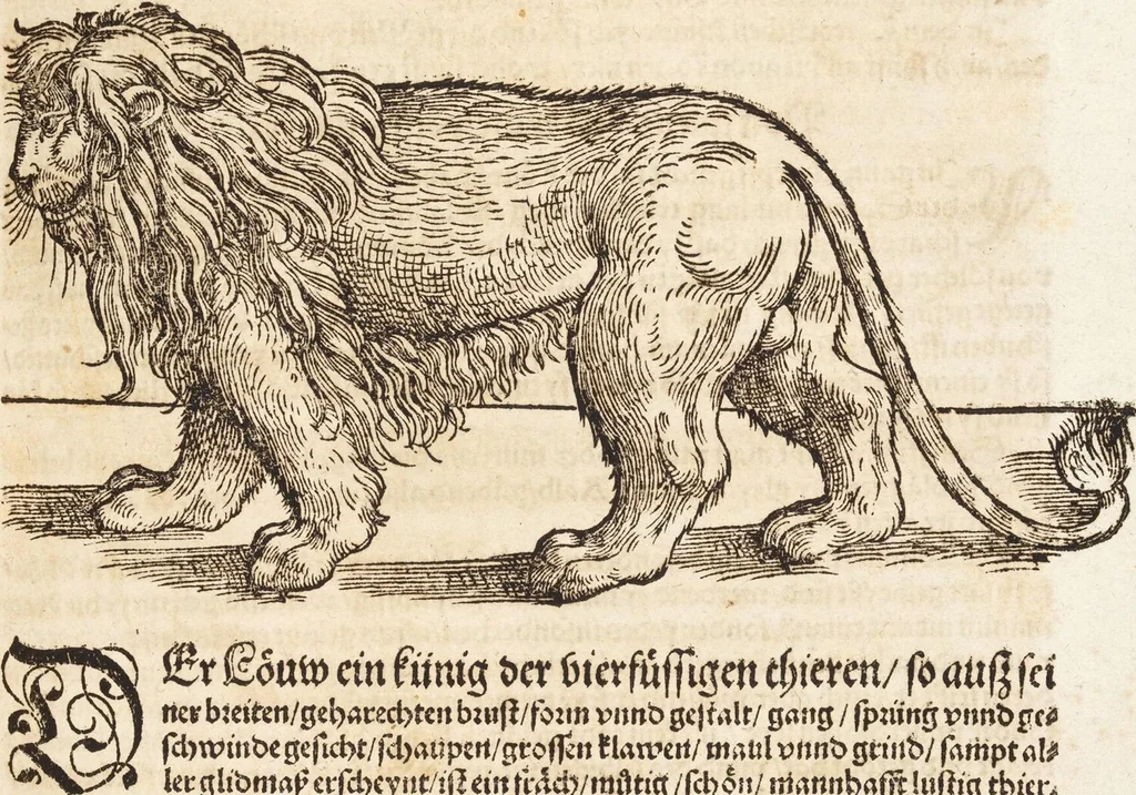 An illustration from Thierbuch Das ist ein kurtze beschreybung aller vierfüssigen Thieren/ so auff der erden vn[d] in wassern wonend/ sampt jrer waren conterfactur: alles zů nutz vn[d] gůtem allen liebhabern der künsten/ Artzeten/ Maleren/ Bildschnitzern/ Weydleüten vnd Köchen/ gestelt, 1583, leaf 219