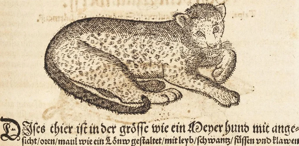 An illustration from Thierbuch Das ist ein kurtze beschreybung aller vierfüssigen Thieren/ so auff der erden vn[d] in wassern wonend/ sampt jrer waren conterfactur: alles zů nutz vn[d] gůtem allen liebhabern der künsten/ Artzeten/ Maleren/ Bildschnitzern/ Weydleüten vnd Köchen/ gestelt, 1583, leaf 227