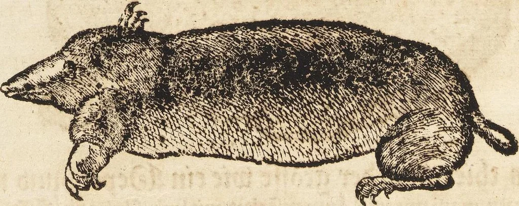 An illustration from Thierbuch Das ist ein kurtze beschreybung aller vierfüssigen Thieren/ so auff der erden vn[d] in wassern wonend/ sampt jrer waren conterfactur: alles zů nutz vn[d] gůtem allen liebhabern der künsten/ Artzeten/ Maleren/ Bildschnitzern/ Weydleüten vnd Köchen/ gestelt, 1583, leaf 228