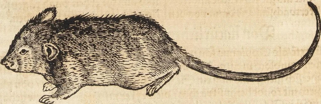 An illustration from Thierbuch Das ist ein kurtze beschreybung aller vierfüssigen Thieren/ so auff der erden vn[d] in wassern wonend/ sampt jrer waren conterfactur: alles zů nutz vn[d] gůtem allen liebhabern der künsten/ Artzeten/ Maleren/ Bildschnitzern/ Weydleüten vnd Köchen/ gestelt, 1583, leaf 230
