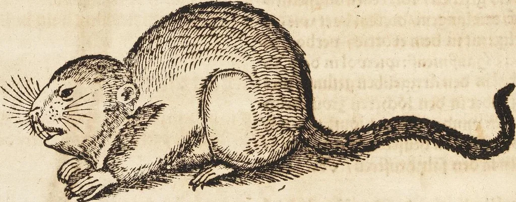 An illustration from Thierbuch Das ist ein kurtze beschreybung aller vierfüssigen Thieren/ so auff der erden vn[d] in wassern wonend/ sampt jrer waren conterfactur: alles zů nutz vn[d] gůtem allen liebhabern der künsten/ Artzeten/ Maleren/ Bildschnitzern/ Weydleüten vnd Köchen/ gestelt, 1583, leaf 234