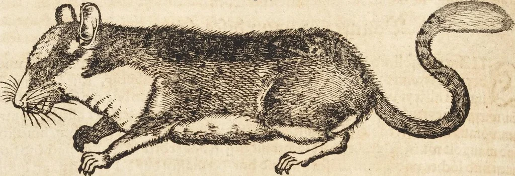 An illustration from Thierbuch Das ist ein kurtze beschreybung aller vierfüssigen Thieren/ so auff der erden vn[d] in wassern wonend/ sampt jrer waren conterfactur: alles zů nutz vn[d] gůtem allen liebhabern der künsten/ Artzeten/ Maleren/ Bildschnitzern/ Weydleüten vnd Köchen/ gestelt, 1583, leaf 236