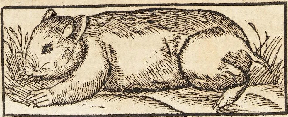 An illustration from Thierbuch Das ist ein kurtze beschreybung aller vierfüssigen Thieren/ so auff der erden vn[d] in wassern wonend/ sampt jrer waren conterfactur: alles zů nutz vn[d] gůtem allen liebhabern der künsten/ Artzeten/ Maleren/ Bildschnitzern/ Weydleüten vnd Köchen/ gestelt, 1583, leaf 236