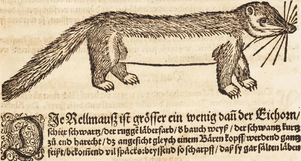 An illustration from Thierbuch Das ist ein kurtze beschreybung aller vierfüssigen Thieren/ so auff der erden vn[d] in wassern wonend/ sampt jrer waren conterfactur: alles zů nutz vn[d] gůtem allen liebhabern der künsten/ Artzeten/ Maleren/ Bildschnitzern/ Weydleüten vnd Köchen/ gestelt, 1583, leaf 243