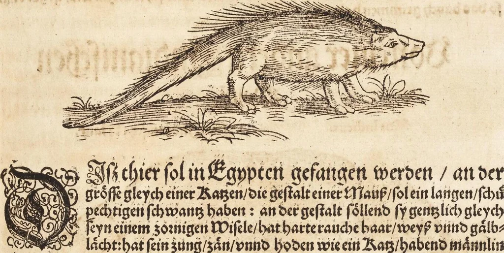An illustration from Thierbuch Das ist ein kurtze beschreybung aller vierfüssigen Thieren/ so auff der erden vn[d] in wassern wonend/ sampt jrer waren conterfactur: alles zů nutz vn[d] gůtem allen liebhabern der künsten/ Artzeten/ Maleren/ Bildschnitzern/ Weydleüten vnd Köchen/ gestelt, 1583, leaf 245