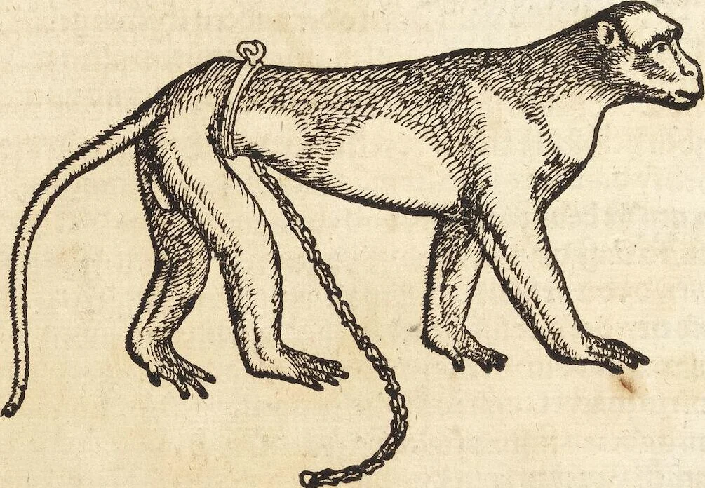 An illustration from Thierbuch Das ist ein kurtze beschreybung aller vierfüssigen Thieren/ so auff der erden vn[d] in wassern wonend/ sampt jrer waren conterfactur: alles zů nutz vn[d] gůtem allen liebhabern der künsten/ Artzeten/ Maleren/ Bildschnitzern/ Weydleüten vnd Köchen/ gestelt, 1583, leaf 26
