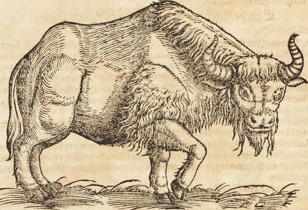 An illustration from Thierbuch Das ist ein kurtze beschreybung aller vierfüssigen Thieren/ so auff der erden vn[d] in wassern wonend/ sampt jrer waren conterfactur: alles zů nutz vn[d] gůtem allen liebhabern der künsten/ Artzeten/ Maleren/ Bildschnitzern/ Weydleüten vnd Köchen/ gestelt, 1583, leaf 266