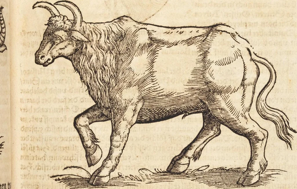 An illustration from Thierbuch Das ist ein kurtze beschreybung aller vierfüssigen Thieren/ so auff der erden vn[d] in wassern wonend/ sampt jrer waren conterfactur: alles zů nutz vn[d] gůtem allen liebhabern der künsten/ Artzeten/ Maleren/ Bildschnitzern/ Weydleüten vnd Köchen/ gestelt, 1583, leaf 267