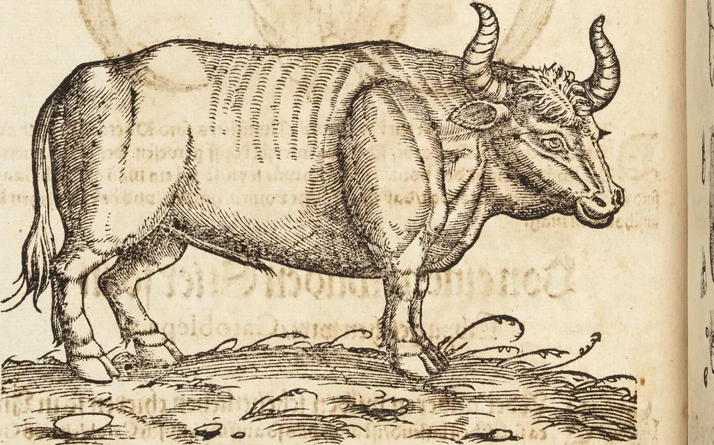 An illustration from Thierbuch Das ist ein kurtze beschreybung aller vierfüssigen Thieren/ so auff der erden vn[d] in wassern wonend/ sampt jrer waren conterfactur: alles zů nutz vn[d] gůtem allen liebhabern der künsten/ Artzeten/ Maleren/ Bildschnitzern/ Weydleüten vnd Köchen/ gestelt, 1583, leaf 270