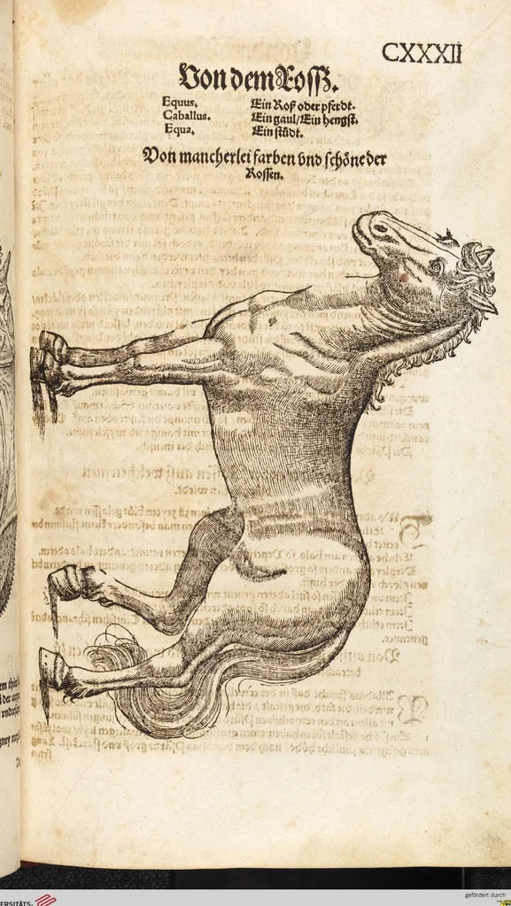 An illustration from Thierbuch Das ist ein kurtze beschreybung aller vierfüssigen Thieren/ so auff der erden vn[d] in wassern wonend/ sampt jrer waren conterfactur: alles zů nutz vn[d] gůtem allen liebhabern der künsten/ Artzeten/ Maleren/ Bildschnitzern/ Weydleüten vnd Köchen/ gestelt, 1583, leaf 279