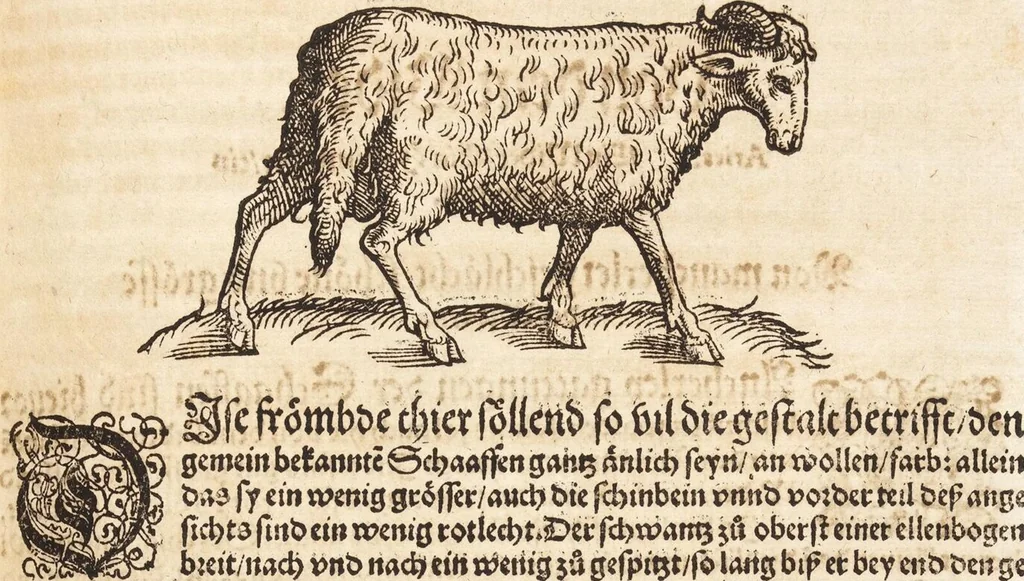 An illustration from Thierbuch Das ist ein kurtze beschreybung aller vierfüssigen Thieren/ so auff der erden vn[d] in wassern wonend/ sampt jrer waren conterfactur: alles zů nutz vn[d] gůtem allen liebhabern der künsten/ Artzeten/ Maleren/ Bildschnitzern/ Weydleüten vnd Köchen/ gestelt, 1583, leaf 297