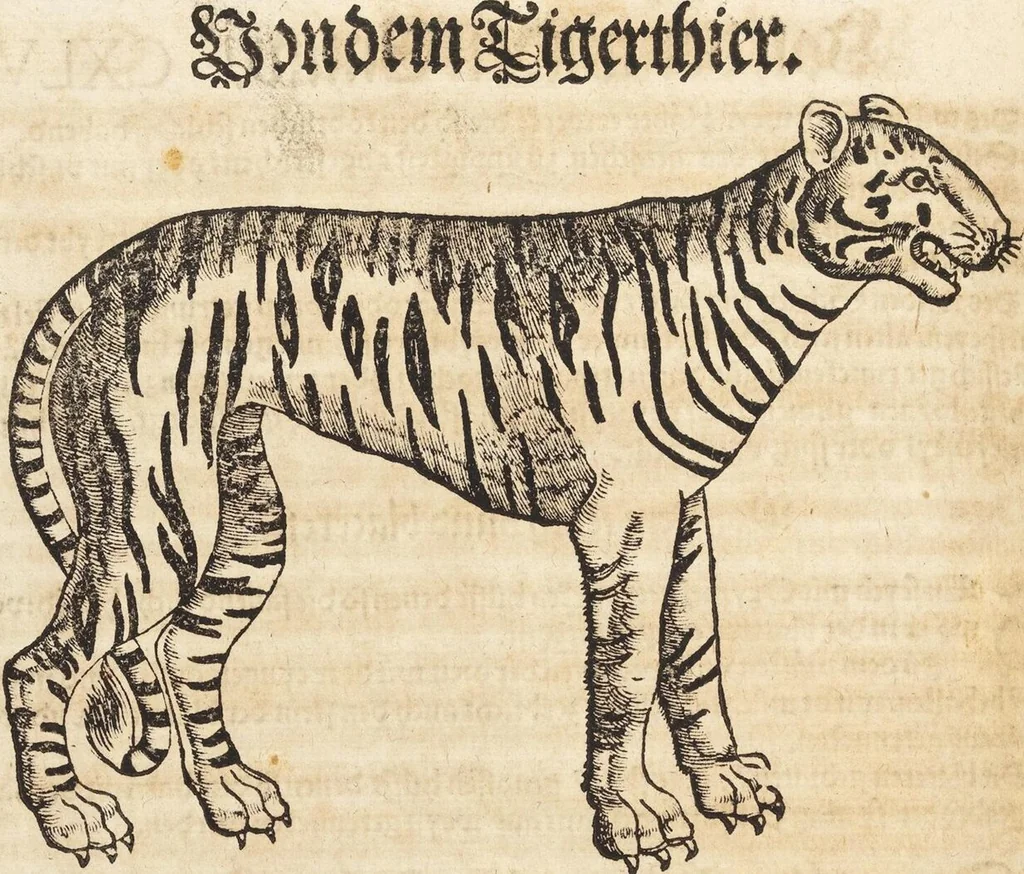 An illustration from Thierbuch Das ist ein kurtze beschreybung aller vierfüssigen Thieren/ so auff der erden vn[d] in wassern wonend/ sampt jrer waren conterfactur: alles zů nutz vn[d] gůtem allen liebhabern der künsten/ Artzeten/ Maleren/ Bildschnitzern/ Weydleüten vnd Köchen/ gestelt, 1583, leaf 312