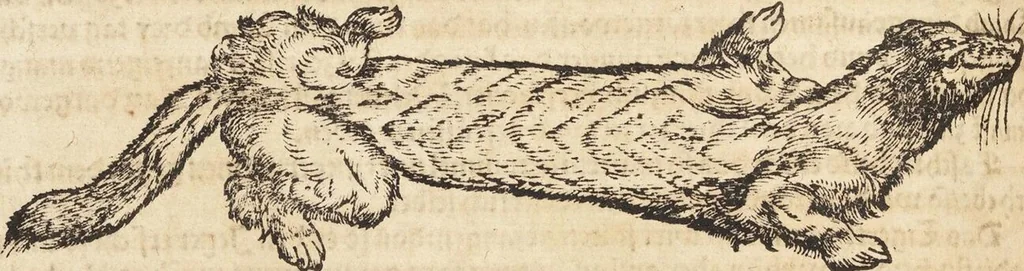 An illustration from Thierbuch Das ist ein kurtze beschreybung aller vierfüssigen Thieren/ so auff der erden vn[d] in wassern wonend/ sampt jrer waren conterfactur: alles zů nutz vn[d] gůtem allen liebhabern der künsten/ Artzeten/ Maleren/ Bildschnitzern/ Weydleüten vnd Köchen/ gestelt, 1583, leaf 314