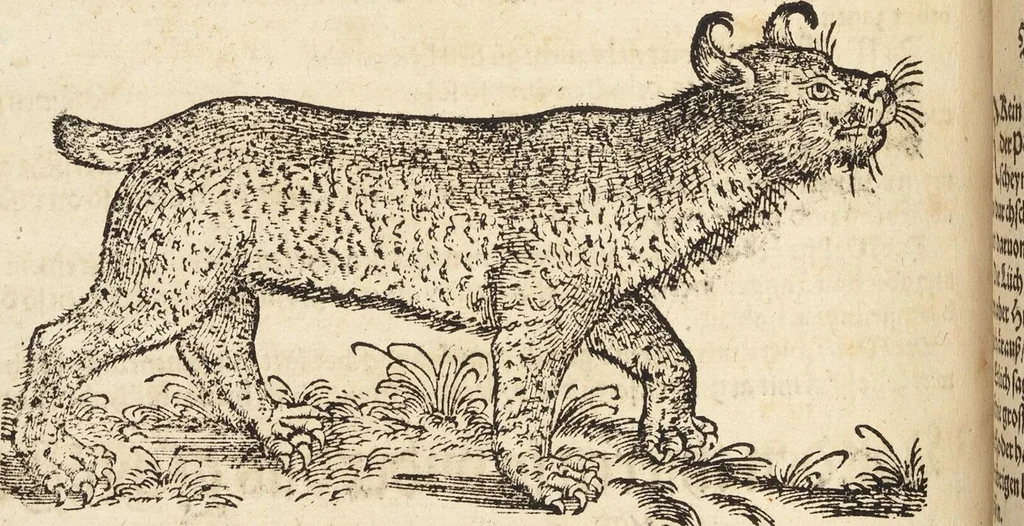An illustration from Thierbuch Das ist ein kurtze beschreybung aller vierfüssigen Thieren/ so auff der erden vn[d] in wassern wonend/ sampt jrer waren conterfactur: alles zů nutz vn[d] gůtem allen liebhabern der künsten/ Artzeten/ Maleren/ Bildschnitzern/ Weydleüten vnd Köchen/ gestelt, 1583, leaf 326